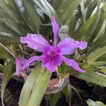Orchid at Lewis Ginter Botanical Garden