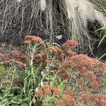 Orpine and Pampas Grass