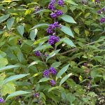 Purple Beautyberry at Lewis Ginter Botanical Garden