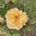 Rose 2