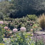 Rose Garden at Lewis Ginter Botanical Garden 2