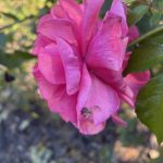 Rose and Spider