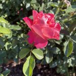 Rose at Lewis Ginter Botanical Garden