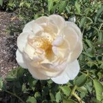 Rose at Lewis Ginter Botanical Garden 3