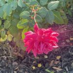 Rose in Our Yard