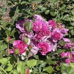 Roses at Lewis Ginter Botanical Garden 14
