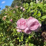 Roses at Lewis Ginter Botanical Garden