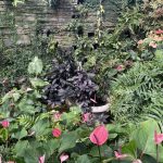 Tropical Flowers at Lewis Ginter Botanical Garden 2