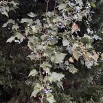 Wild Grapes
