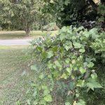 Wild Grapes 2