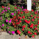 Impatiens