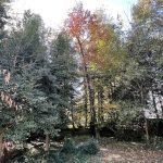 Our Yard 5