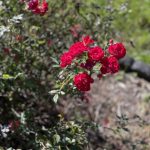 Roses 5
