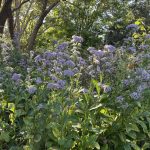 Asters at Lewis Ginter Botanical Garden