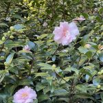 Camellia at Lewis Ginter Botanical Garden 3
