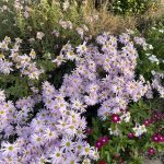 Daisies and Vincas in Hanover, Virginia