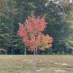 Fall Leaves in Giles Subdivision
