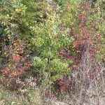 Fall Leaves in Giles Subdivision 2