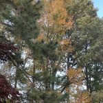 Pine and Fall Leaves in Hanover, Virginia