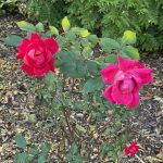 Roses