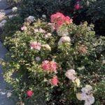 Roses at Lewis Ginter Botanical Garden 2