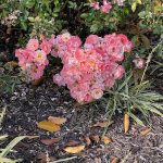 Roses in Giles Subdivision 2