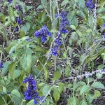 Salvia farinacea at Lewis Ginter Botanical Garden
