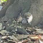 Squirrel at Lewis Ginter Botanical Garden