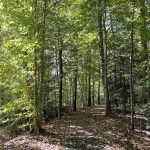 Walking Trail in Giles Subdivision