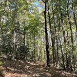 Walking Trail in Giles Subdivision 11