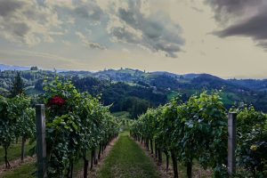 Are You Guarding the Vineyard of Your Heart