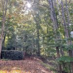 Hanover, Virginia in Fall 7