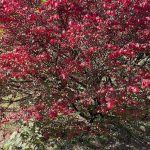 Hanover, Virginia in the Fall 12