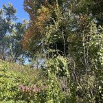 Hanover, Virginia in the Fall 38