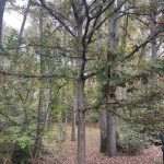 Hanover, Virginia in the Fall 4