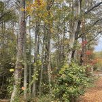 Hanover, Virginia in the Fall 6