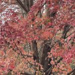 Hanover, Virginia in the Fall 6
