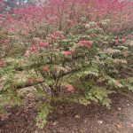 Hanover, Virginia in the Fall 7