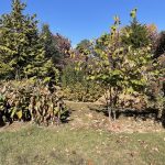 Hanover, Virginia in the Fall 7