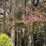 Hanover, Virginia in the Fall 7