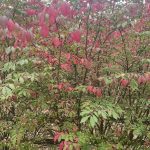 Hanover, Virginia in the Fall 8