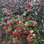 Holly