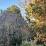 Lewis Ginter Botanical Garden 11