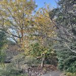 Lewis Ginter Botanical Garden 15