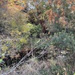 Lewis Ginter Botanical Garden 4
