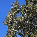 Magnolia in Hanover, Virginia
