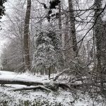 My Yard 11