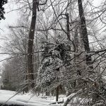 My Yard 12