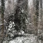 My Yard 15