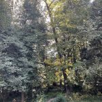 My Yard 16